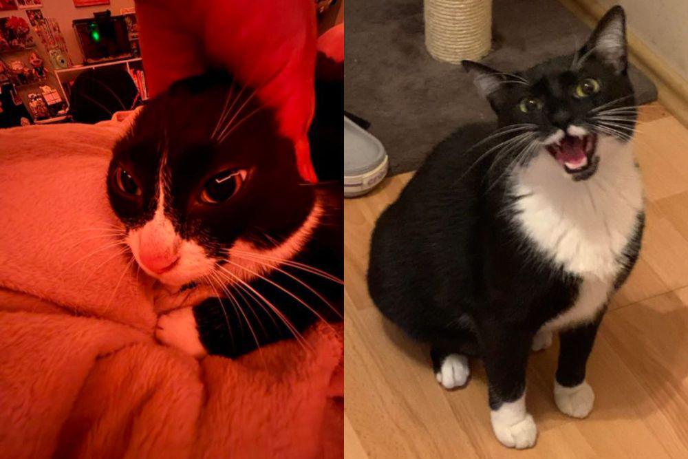 kolase potret lucu amarah kucing tuksedo (x.com/CatsHeld reddit.com/mylast_day)I