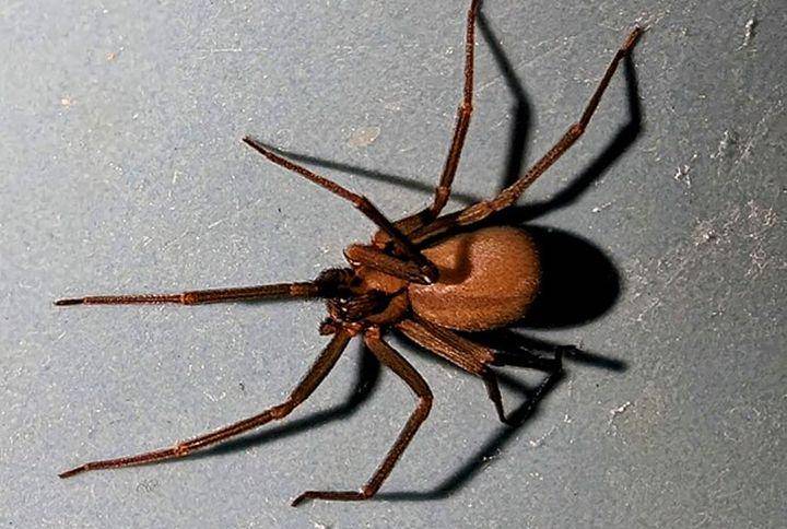 Brown recluse spider (commons.wikimedia.org/Conway Hawn)