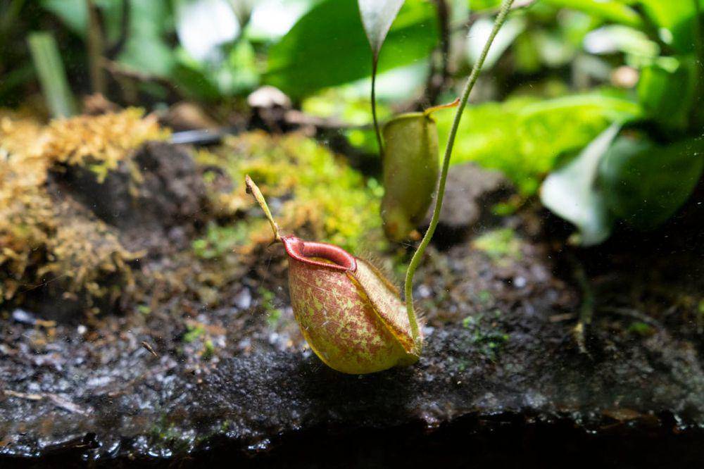 Nepenthes ampullaria atau kantong semar (pexels.com/Manel and Sean)