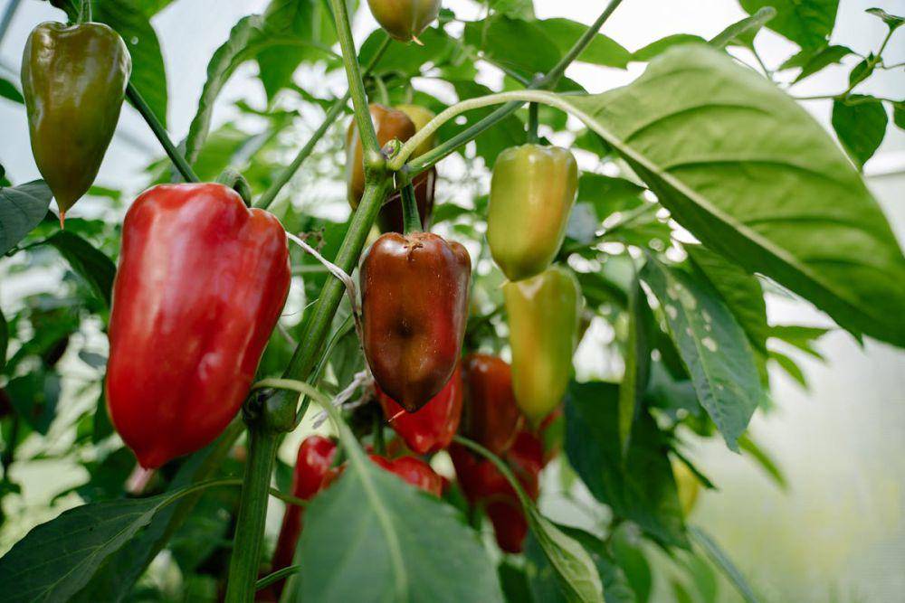 ilustrasi buah paprika yang siap dipanen (pexels.com/Yan Krukau)