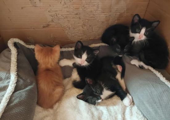 potret lucu anak kucing oren bersama kucing lain (reddit.com/RanZario)