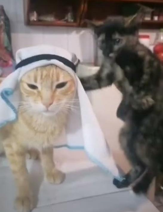 potret lucu kucing mengenakan penutup kepala ala orang Arab (x.com/arabcatcoin)