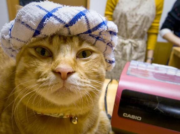 potret lucu kucing mengenakan penutup kepala ala orang Arab (reddit.com/EthicalReasoning)