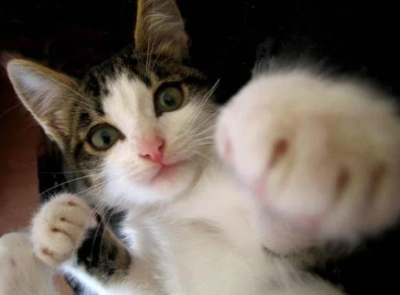 potret lucu kucing marah besar sampai memukul (reddit.com/EveningSun202010)