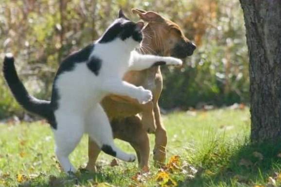 potret lucu kucing marah besar sampai memukul (reddit.com/vertigo1083)