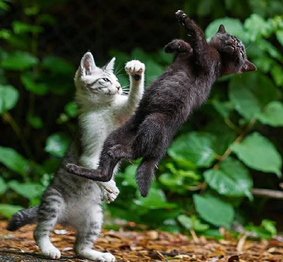 potret lucu kucing marah besar sampai memukul (reddit.com/ouston_wehaveaprblm)