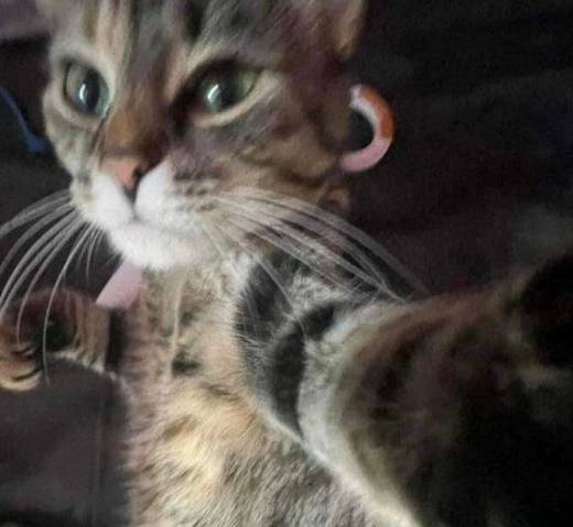 potret lucu kucing marah besar sampai memukul (x.com/PunchingCat)