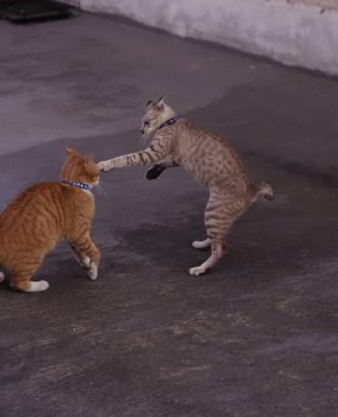 potret lucu kucing marah besar sampai memukul (reddit.com/simply0nes)