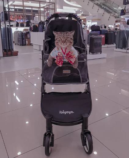 potret lucu kucing ikut hooman berbelanja (reddit.com/jobesc)