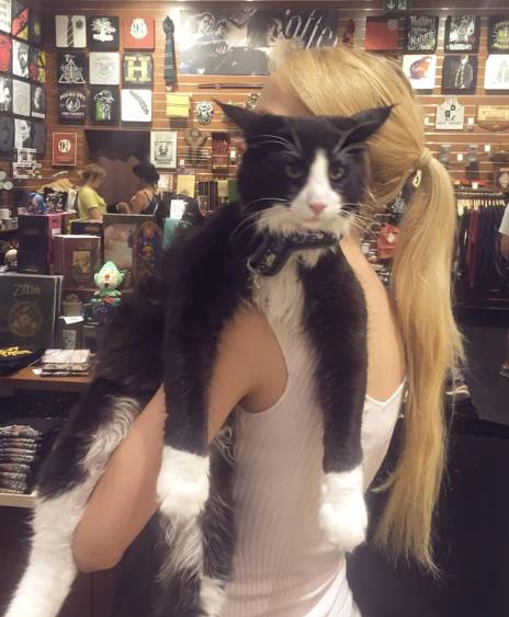 potret lucu kucing ikut hooman berbelanja (reddit.com/motherofcoons)