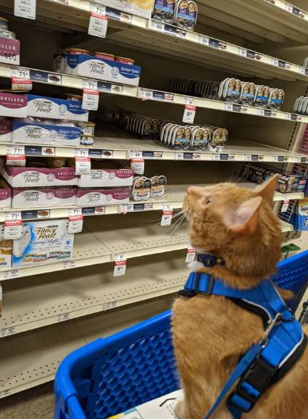 potret lucu kucing ikut hooman berbelanja (reddit.com/masa4649m)