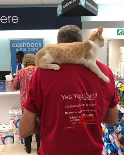potret lucu kucing ikut hooman berbelanja (reddit.com/biteybiteybitey)