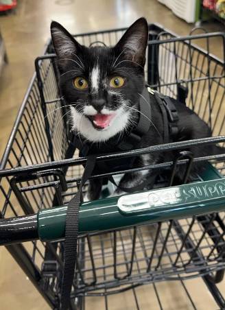 potret lucu kucing ikut hooman berbelanja (reddit.com/callmedelete)