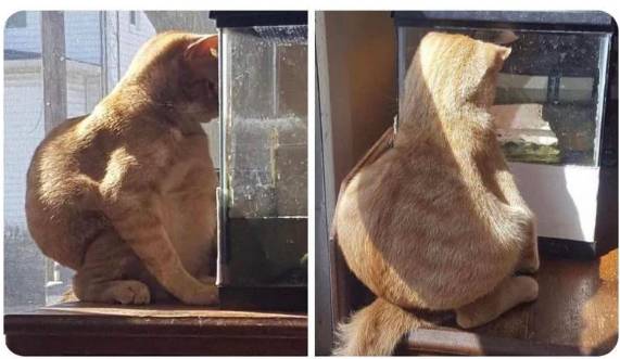 potret cara duduk aneh kucing oren (reddit.com/Teeeeedubbb)