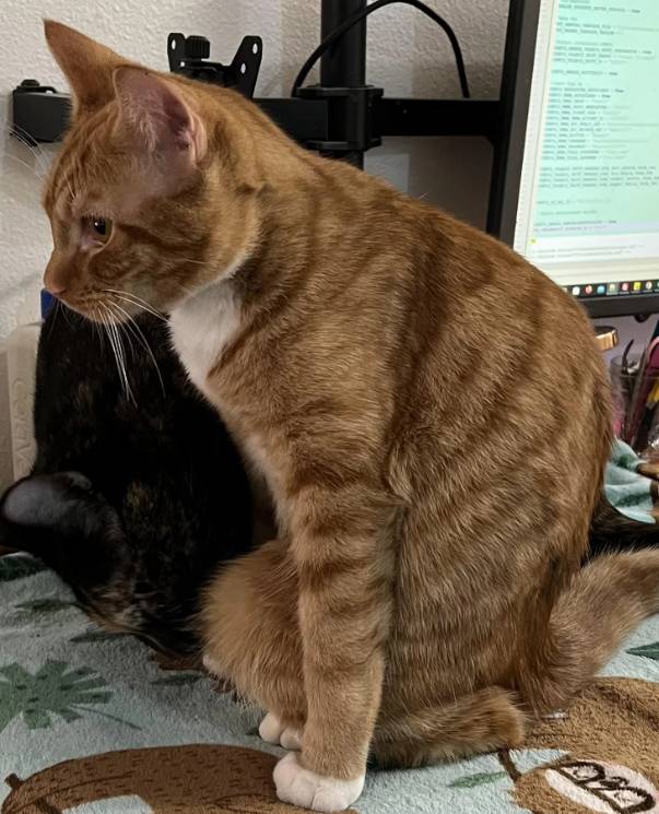 potret cara duduk aneh kucing oren (reddit.com/petielvrrr)