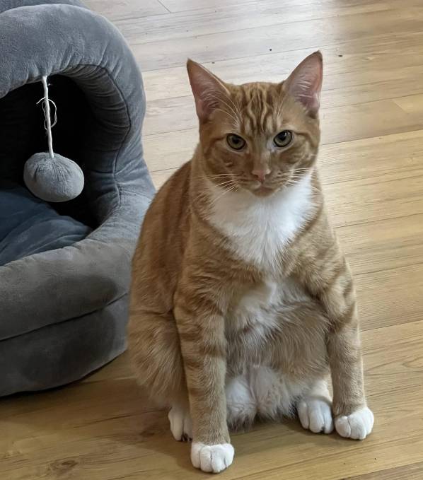 potret cara duduk aneh kucing oren (reddit.com/petielvrrr)