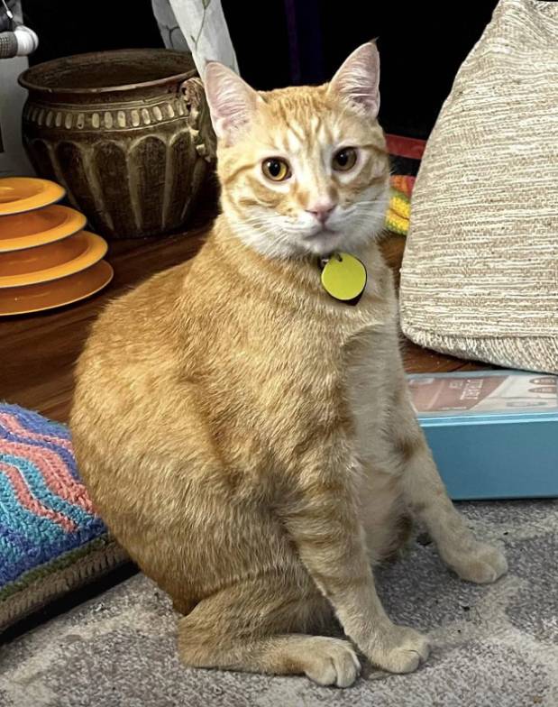 potret cara duduk aneh kucing oren (reddit.com/voluptuous_lime)