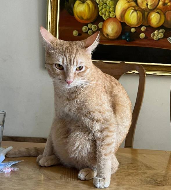 potret cara duduk aneh kucing oren (reddit.com/ChewyChao)