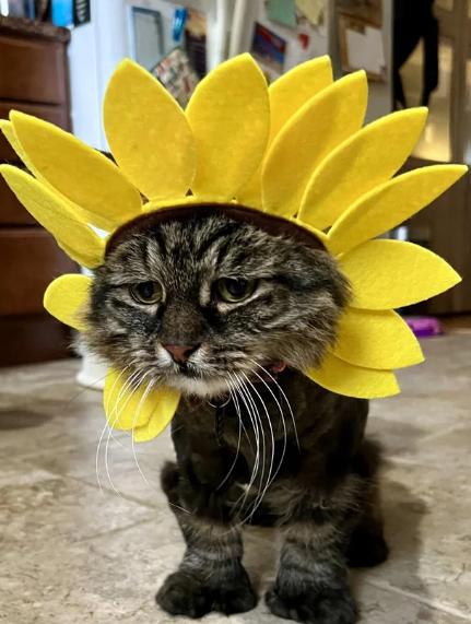 potret kucing cosplay bunga matahari (reddit.com/XBacklash)