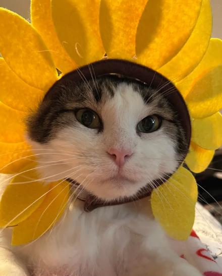 potret kucing cosplay bunga matahari (reddit.com/mulderufo13)