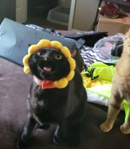 potret kucing cosplay bunga matahari (reddit.com/Efficient-Mongoose55)