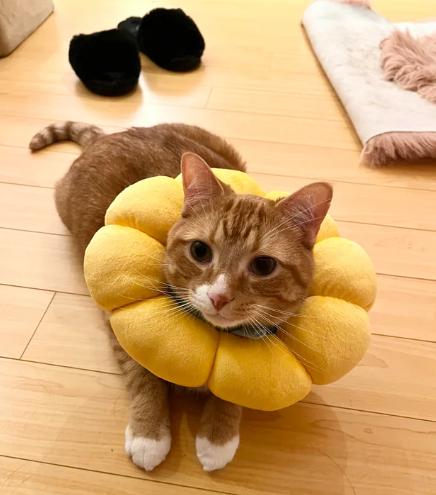 potret kucing cosplay bunga matahari (reddit.com/Jewel_)