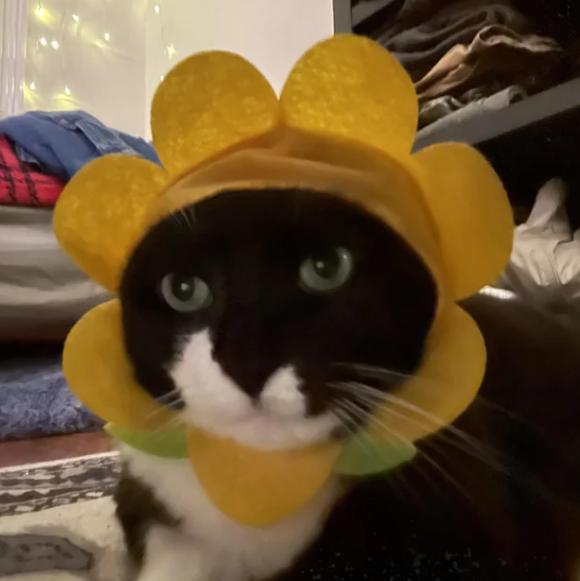 potret kucing cosplay bunga matahari (reddit.com/illumadnati)