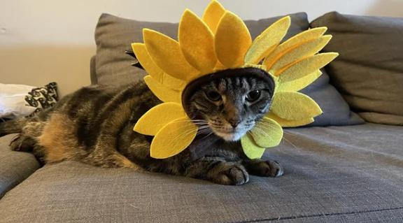 potret kucing cosplay bunga matahari (reddit.com/Vuish)