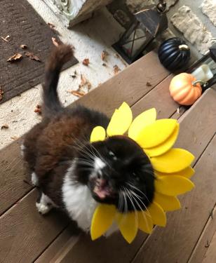 potret kucing cosplay bunga matahari (reddit.com/cjelfoffashelf)