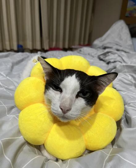 potret kucing cosplay bunga matahari (reddit.com/Wandering_cat13)