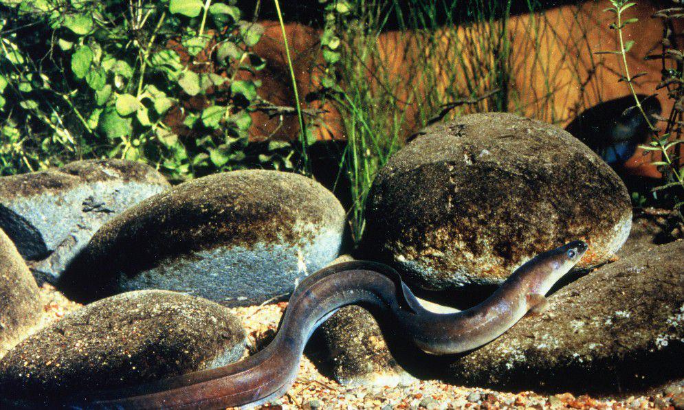 Belut longfin (forestandbird.org.nz)
