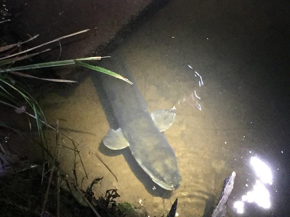 Belut longfin (commons.wikimedia.org/nick_goldwater)