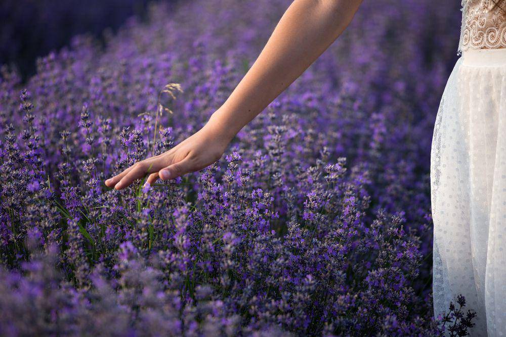 ilustrasi bunga lavender (pixabay.com/Kat)