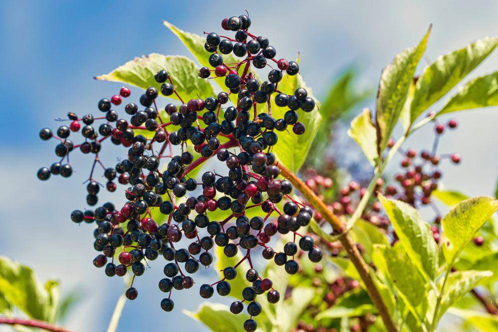 ilustrasi buah elderberry (pixabay.com/Manfred Antranias Zimmer)