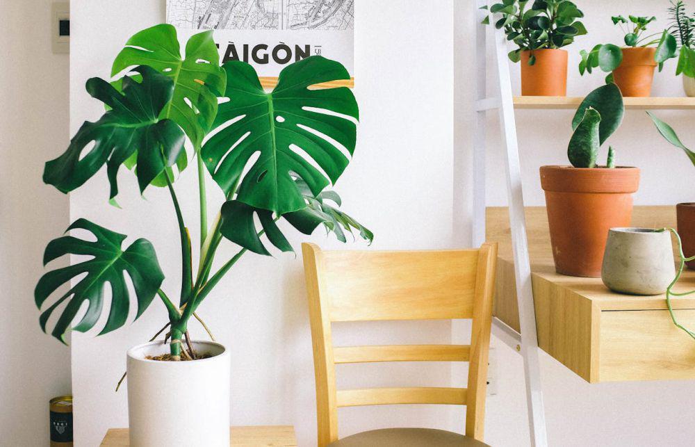 ilustrasi taman indoor (pexels.com/Huy Phan)