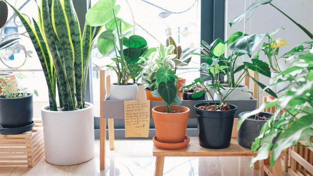 ilustrasi taman indoor (pexels.com/Huy Phan)