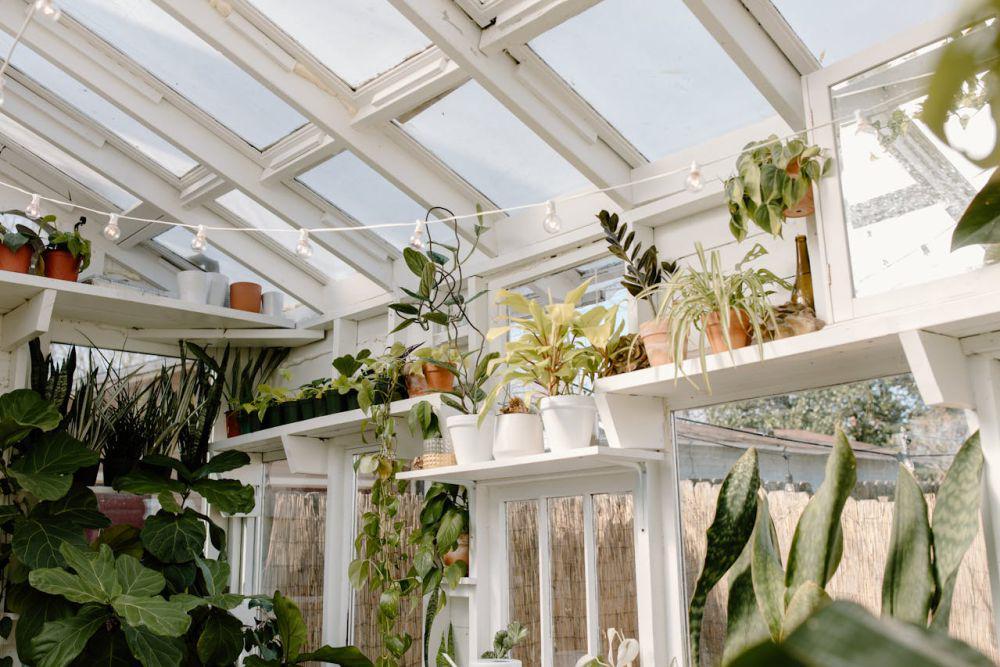ilustrasi taman indoor (pexels.com/Tara Winstead)