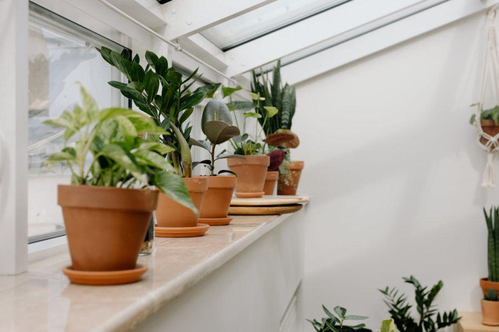 ilustrasi taman indoor (pexels.com/Cottonbro Studio)