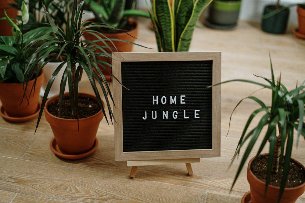 ilustrasi taman indoor (pexels.com/Cottonbro Studio)