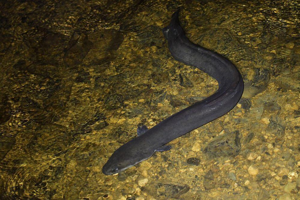 Belut longfin (commons.wikimedia.org/Christopher Stephens)
