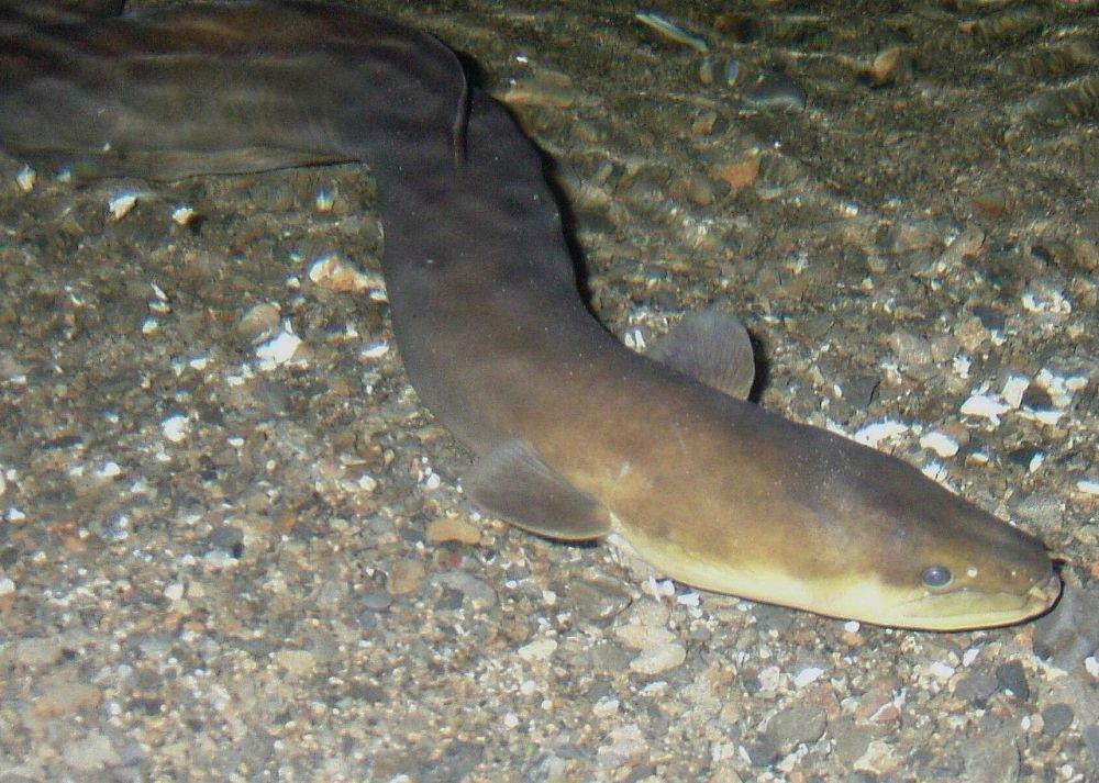 Belut longfin (commons.wikimedia.org/Gusmonkeyboy)