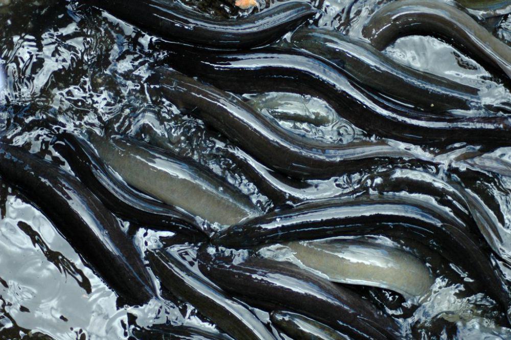 Belut longfin (commons.wikimedia.org/Peter Harrison)