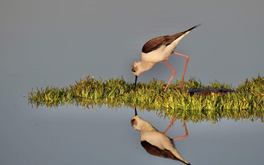 5 Fakta Black-winged Stilt, Agresif dalam Melindungi Sarang