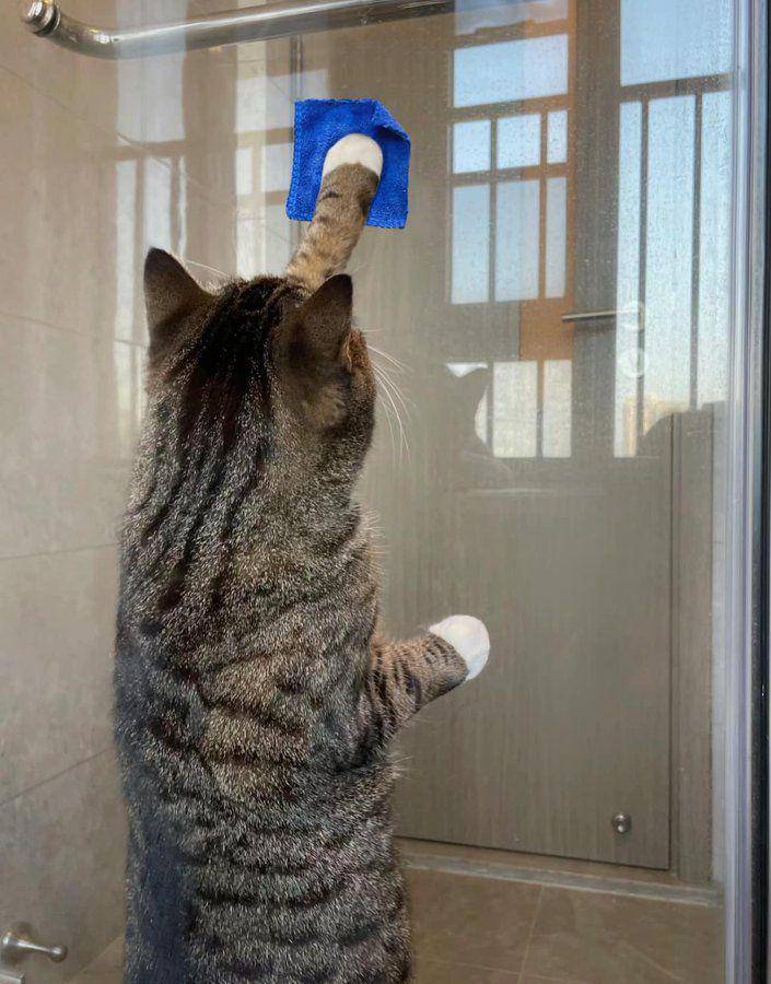 potret kucing mujair produktif (x.com/CatWorkers)