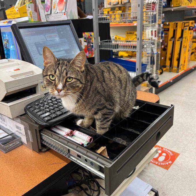 potret kucing mujair produktif (x.com/CatWorkers)