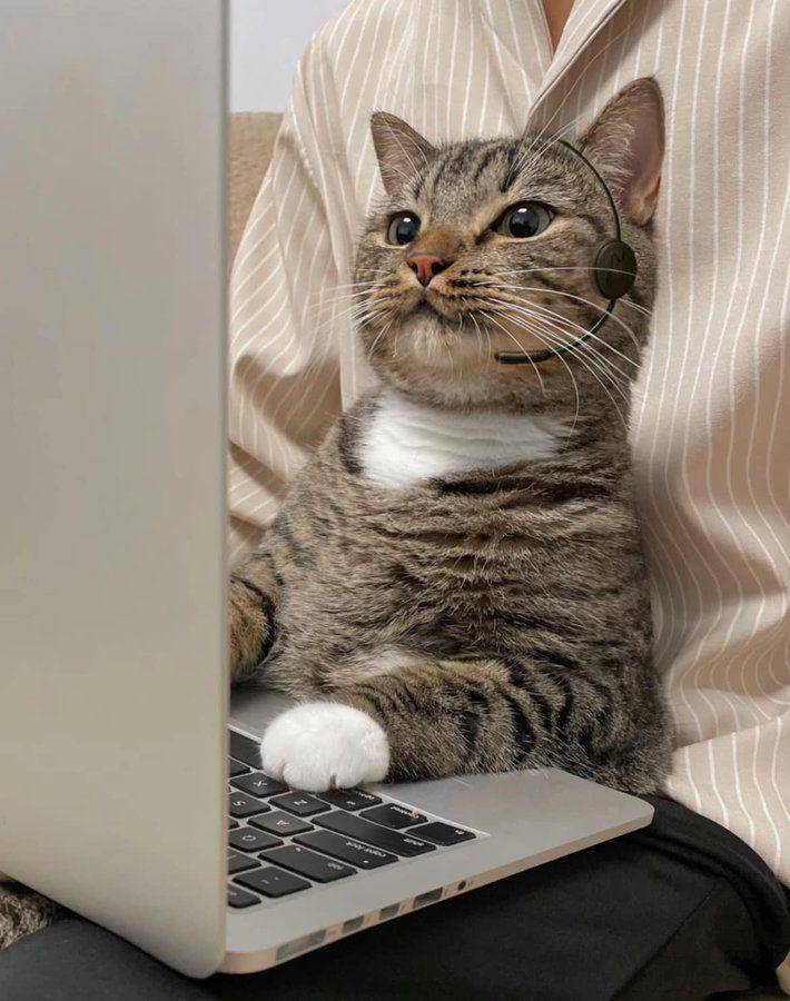 potret kucing mujair produktif (x.com/CatWorkers)