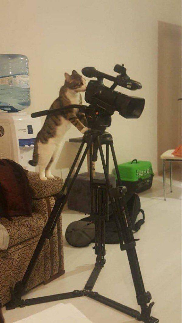 potret kucing mujair produktif (x.com/CatWorkers)