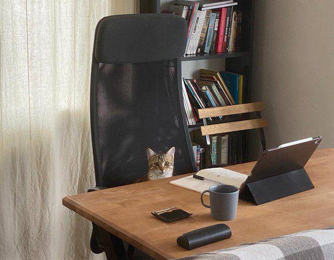 potret kucing mujair produktif (x.com/CatWorkers)