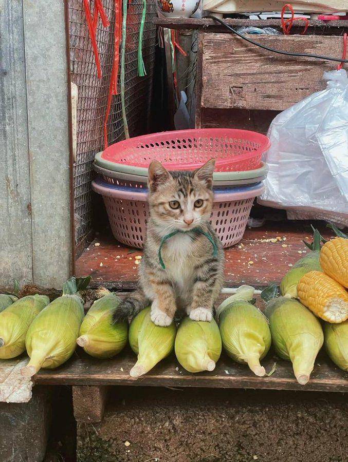potret kucing mujair produktif (x.com/CatWorkers)