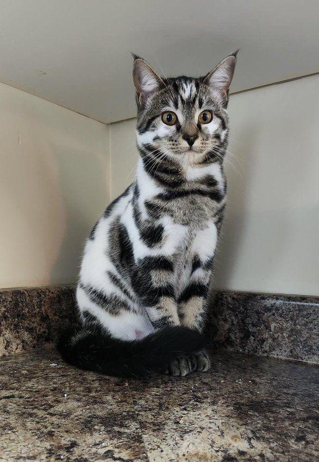 potret kucing mirip kukis hitam putih (x.com/ShouldHaveCat)
